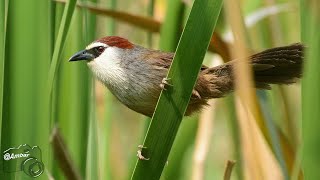 Chestnut capped Babbler Call.