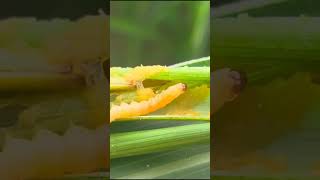 Fall armyworm