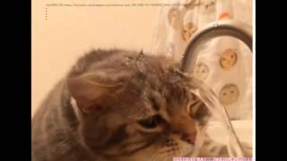 面白い動画　可愛い猫　動画（アメリカンショートヘアー）①。