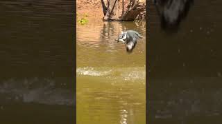 Amazon Kingfisher Diving And Catching Fish In Slow Motion - An Amazing Sight! #shorts #kingfisher