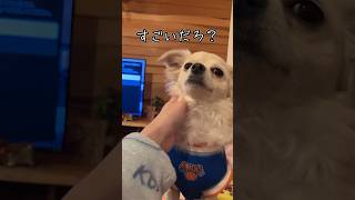 ドヤる犬#犬#dog #チワプー#チワワ#トイプードル