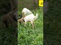 അകിട് വീക്കം പെട്ടന്ന് മാറ്റാം easy tips goatfarming