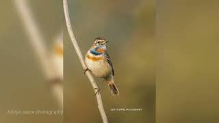 Bluethroat | bluethroat | bluethroat bird | bluethroat song | bluethroat singing