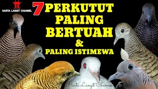 7 Perkutut paling bertuah \u0026 paling istimewa