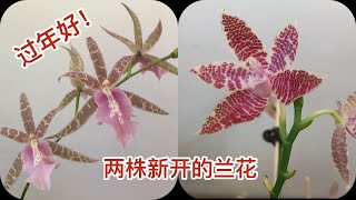 祝大家新年快乐！看看两株新开的兰花 - 蜘蛛文心兰和蝴蝶兰象形文字