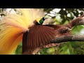 a morning with the greater bird of paradise