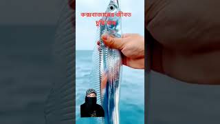 জ্যান্ত ছুরি মাছ দেখুন🕋🤲#viral #islamicshorts #reels #islam #youtubeshorts 🤲🕋 Ameen