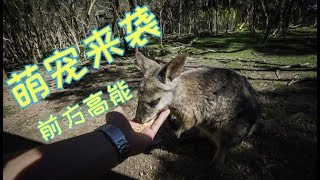 旅行目的地 | 墨尔本克蓝本皇家植物园（ Cranbourne Royal Botanic Garden）和 墨尔本月光动物园，邂逅澳洲萌袋鼠。