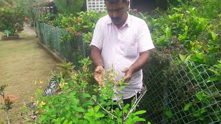 ശലഭോദ്യാനം / ചിത്ര ശലഭ ഉദ്യാനം / Butterfly garden Kerala India.