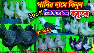 একদম পানির দামে কবুতর | ১০০% ডিম বাচ্চা সহ আজকের হিট কালেকশনে ৩৬+ কবুতর বিক্রি | সিমিত দামে কবুতর |