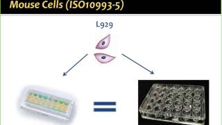 A Novel In Vitro Approach to Study Biocompatibility and Wound Healing