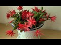 부활절 선인장 easter cactus 가재발 게발선인장 3