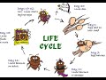 life cycle of nits and lice part 2