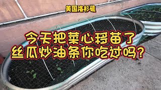 今天把甜菜心移苗了，看看这些材料我是怎么买的，丝瓜炒油条你吃过吗？还做了大蒜炒甜菜心  - 【lisavlog 游子记】