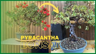 Pyracantha bonsai Pruning Firethorns