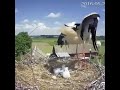 storks are serious beings stork kills it s youngling