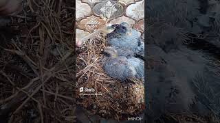 baby Pigeons drinking water #birds #pigeons #pigeonbird #babypigeon #babybird #kabutar #kabootar