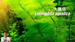 大寶塔 種植與繁殖 荷蘭式水草造景常見草種 經典水草   Limnophila aquatica aquatic plant in dutch aquascape  aquarium