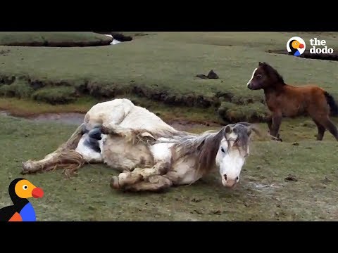 Do horses leave their babies?