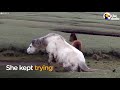 Baby Horse Refuses To Leave Injured Mom's Side  The Dodo