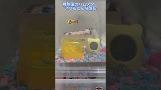 お掃除した後のハムスター‪🐹は騒がしいww 【ハムっと‪🐹みなみ】 #ハムスター #ペット #かわいい #癒し #hamsters #smallanimal #cute #pets