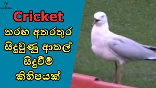 බොරුවට මැරුණා වගේ රඟපෑවා වෙන්න බැරිද? Cricket ආතල් එක දිගට