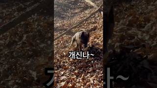 따뜻한 햇살가득한 골짜기 초가 아이들#강아지 #개#dog#카이견#카이견믹스 #진도개#진도믹스 #믹스견#시골개#유기견 #유기견입양 #사지말고입양하세요