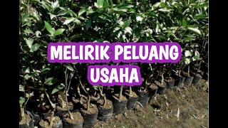 MELIRIK PELUANG USAHA DARI AGROTANI | AGROINDUSTRI POLITAP