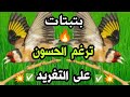 🔥 بتبتات و تستسات رهيبة في تحفيز الحسون على الغناء، تحفيز خرافي بتبتة حسون فعالة ضد الصمت و الخمول✅🔥