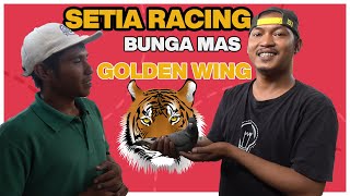 KULIK PACEKAN DARI SETIA RACING BUNGA MAS, GOLDEN WING DAN KAWAN - KAWAN