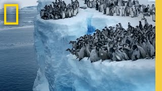 Emperor penguin chicks jump off a 50-foot cliff in Antarctica NEVER-BEFORE-FILME