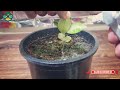 how to get rid of thrips how to kill thrips how to treat thrips thrips treatment ideas