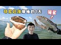 《印度尼西亚》第14天：和李哥PK赶海，徒手抓鲨鱼，扇贝随处可见！#旅行 #印度尼西亚 #旅行攻略 #环球旅行 #indonesia #赶海