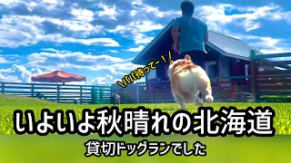 【壮大\u0026貸切】秋晴れドッグラン