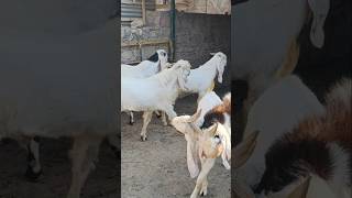 Farhaan goat farm gulabi bakre #dialogue #funny #memes #sanjubaba #khalnayak  #bakre