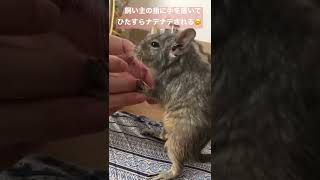 向かい合って癒しのスキンシップタイム♪デグー ラッピーくん