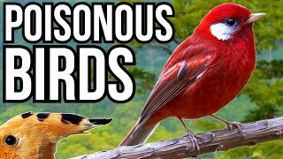 5 Beautiful Birds That Are Secretly Poisonous