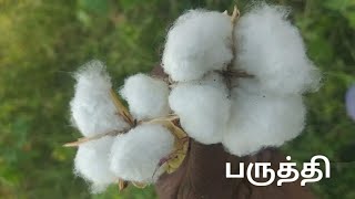 விவசாயம்- பருத்தி சாகுபடி - Cotton Cultivation