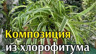 Композиция из Хлорофитума