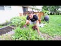 huge mid summer harvest from the garden