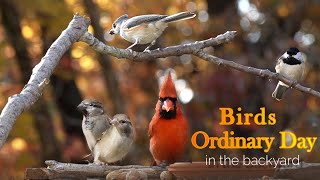 Birds' Ordinary Day is Special in Autumn【Backyard Birdwatching Oct 2022】