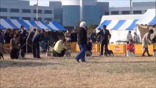 9Ｇ牡　ＦＣＩ北関東インター　2013.3.17