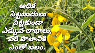 (Janumu) జనుము సాగు /jute Cultivation 2020