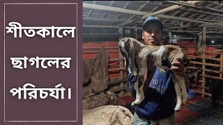 শীতকালে ছাগলের পরিচর্যা। || ছাগলের খামার || GOATSHIP #ছাগলের_খামার #goat_treatment #ছাগলের_যত্ন