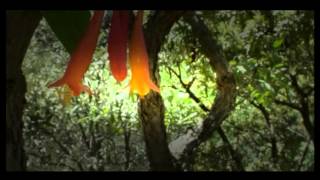 ʬ Hummingbirds : Documentary on the Secrets of Hummingbirds (Full Documentary) YouTube