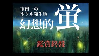 【幻想的】美しく儚いホタル　鑑賞終盤の岡山市内一のホタル発生地