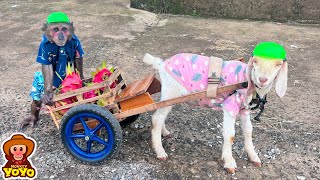 YoYo JR takes goat to harvest dragon fruit and sells to take care of mom
