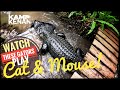 My Gators Fight over a Wild Hog +We Find the NEST!