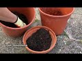 fastest mint growing method how to grow mint from cutting grow mint in water at home herbs mint