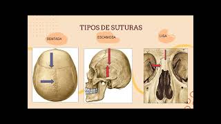 Sistema Articular